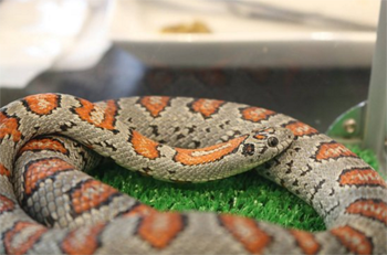 snake c